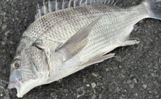 2025/12/26 清水港　黒鯛34㎝1枚