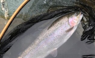 天竜川　ニジマス　6匹