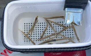 伊自良湖ワカサギ