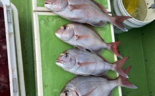 茅ヶ崎沖　マダイ好調です！