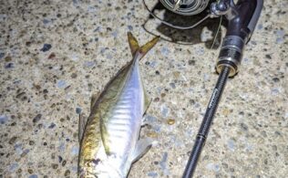 2026/2/4　横浜方面　アジ　15cm～20㎝