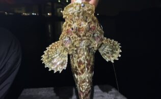 西湘エリアの堤防でカサゴが釣れたそうです。