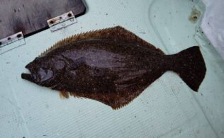 熱海沖にてヒラメが釣れたそうです。