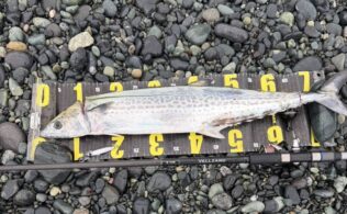 西湘サーフにてサワラが釣れたそうです。