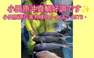 小田原沖にて真鯛が釣れております。