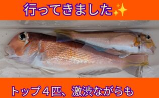 久里浜沖にてアマダイが釣れてます。
