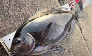 東伊豆堤防フカセ　口太メジナ　最大40㎝