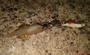 越前海岸 ヤリイカ