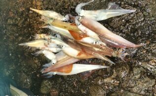 越前ヤリイカ急上昇！！