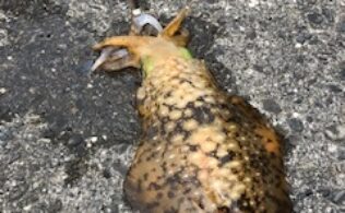 2026/02/11　西伊津周辺堤防　アオリイカ