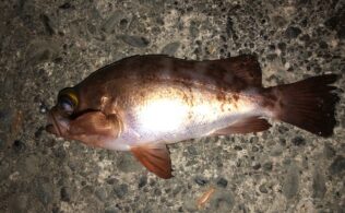 2026/02/12　沼津周辺堤防　メバル