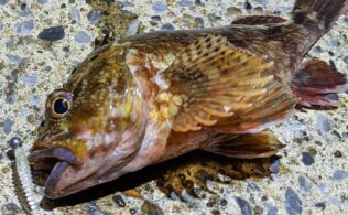 2025/2/7　横浜エリア　カサゴ