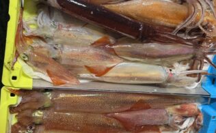 2026/2/11 ヤリイカ