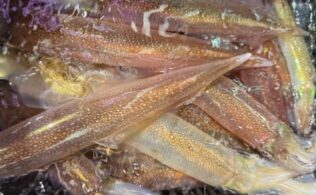 越前船ヤリイカ上向き