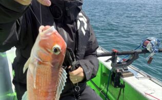 小田原沖にてアマダイが釣れてます。