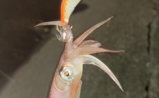 沼津エリアの堤防にてマルイカが釣れてます。