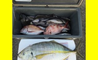 網代沖にてシマアジが釣れたそうです。