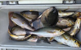 網代沖にてイサキが釣れてます。