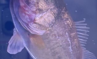 2026/3/25　県内河川　ブラックバス　40cm×１匹