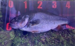 20266/03/29  県内河川　ブラックバス　45cm×1匹