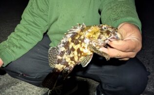 沼津エリアの堤防にてカサゴが釣れてます。