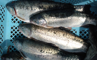 日向湖海上釣堀