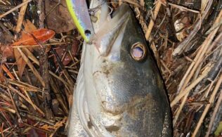 近隣河川　シーバス