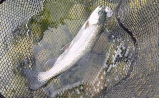 北方マス釣場 トラウト