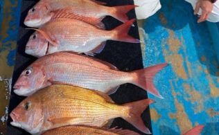 小田原沖にて真鯛が釣れております。