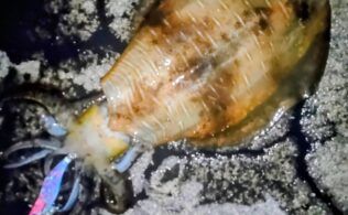 西湘エリアの堤防でアオリイカが釣れてます。
