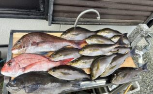 東伊豆沖にてイサキが好調です。