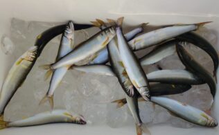 大川で良型の小鮎釣れてます！