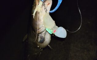 蟹江川でナマズ釣り