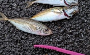 横浜エリアの堤防にてアジが釣れました。