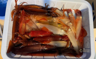 沼津沖にてマルイカが釣れております。