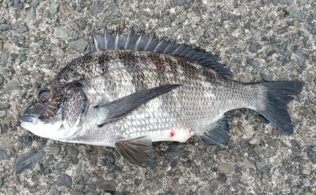 西湘エリアの堤防で黒鯛が釣れたそうです。