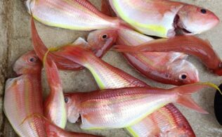 沼津沖、ボート釣りでイトヨリダイが釣れたそうです。