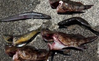 西湘エリアの堤防にてカサゴが釣れてます。