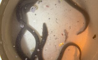小田原市内の用水路にてウナギが釣れております。