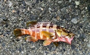 西伊豆　アカハタ　釣果