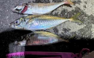 横浜エリアの堤防にてアジが釣れてます。