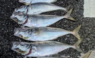 横浜エリア堤防でアジが釣れております。