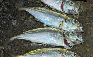 沼津エリアの堤防にてアジ９匹