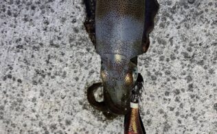 西湘エリアの堤防でアオリイカ釣れてます。