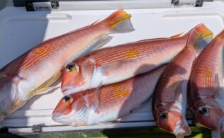 久里浜沖にてアマダイ５匹