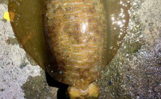 西湘エリアの堤防にてアオリイカ９５０ｇが釣れたそうです。