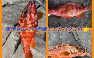 東伊豆エリア地磯にてアカハタ３匹