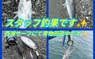 西湘サーフにて青物が釣れてます。