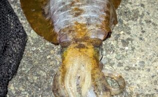 沼津エリアの堤防でアオリイカ釣れてます。