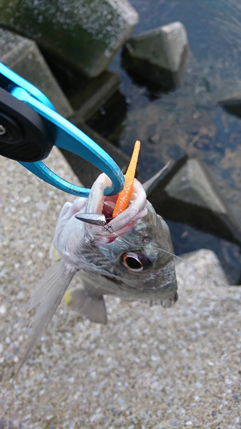 ライトなタックル 魚はbigに かめや釣具